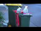 Les cacatoès à huppe jaune ouvrent les poubelles 