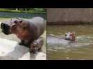 Baby hippopotamus born in Mexico’s Guadalajara Zoo