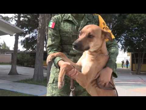 Soldiers rescue stray dogs in Mexico City