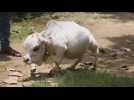 Rani claims to be world's smallest cow in Bangladesh