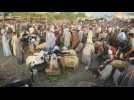 Egyptians in Giza buy livestock ahead of Eid al-Adha