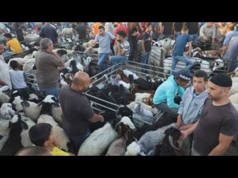 Palestinians buy livestock ahead of Eid al-Adha