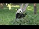 Giant Panda Video