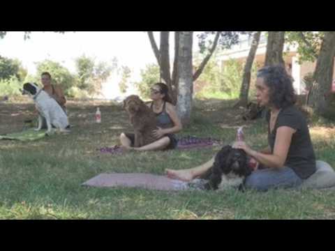Yoga with owners to help dogs relax, be more sociable