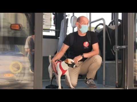 nly 7 Spanish cities allow dogs without a carrier on city buses