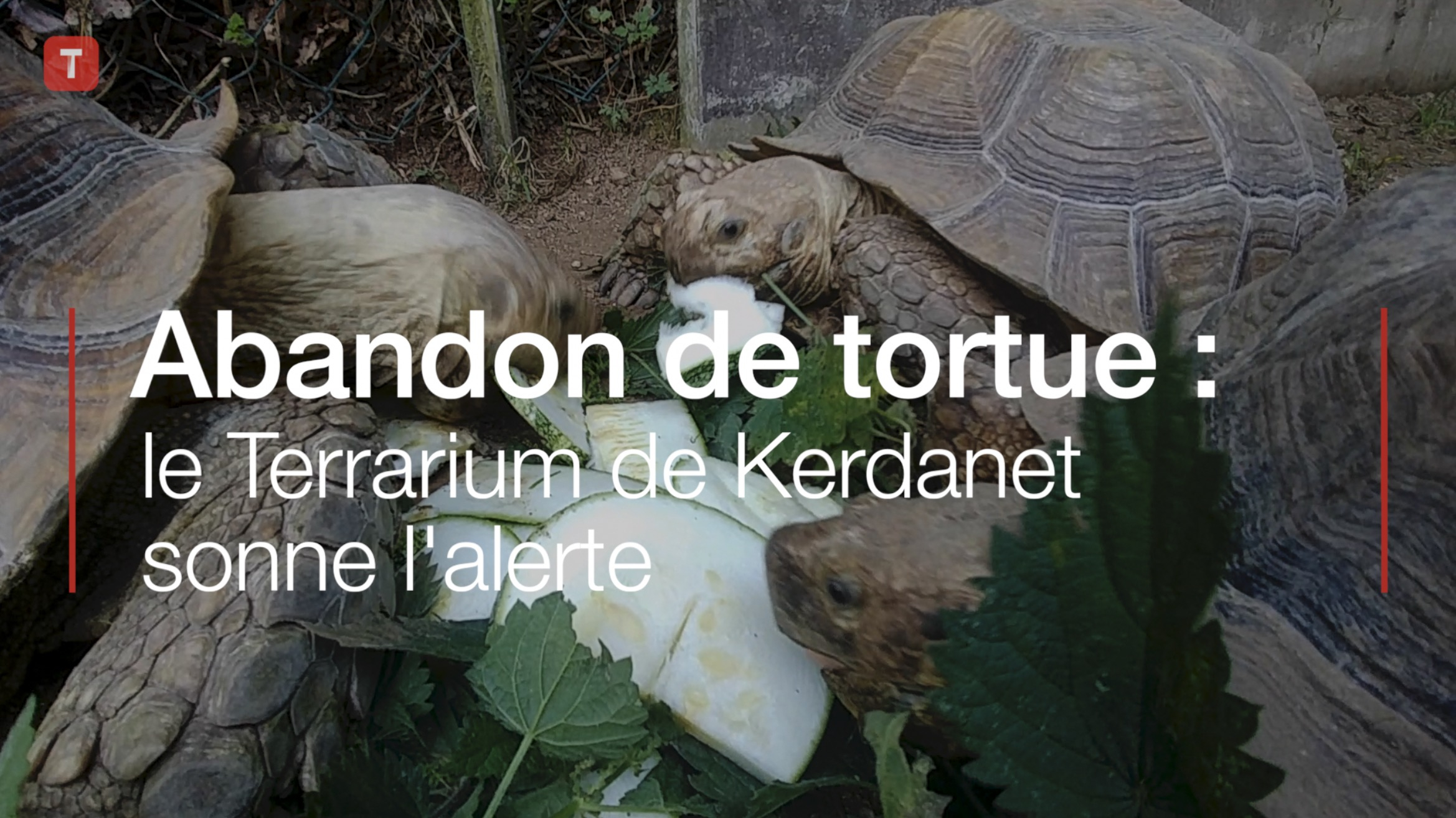 Abandon de tortue : le Terrarium de Kerdanet sonne l'alerte (Le Télégramme)