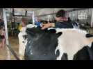 Alexandre, tondeur de vaches à Terres en fête