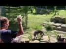 Une nuit aves les loups noirs