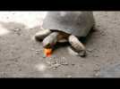 A Cupulatta : un chantier d'insertion pour alimenter les tortues