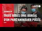VIDÉO. Moselle : premier examen médical pour trois bébés lynx