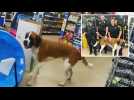 Un chien têtu refuse de quitter un magasin, la police intervient