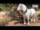 Percherons