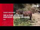 A Saint-Nazaire, des chevaux de trait remplacent les engins mécaniques