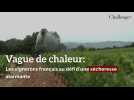 Vague de chaleur: les vignerons français au défi d'une sécheresse alarmante