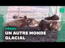 Au Pérou, des températures glaciales menacent la survie des animaux