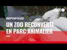 VIDÉO. À Pont-Scorff, un zoo reconverti en parc animalier pour « préserver les espèces menacées »