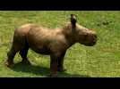 Cuba's national zoo welcomes baby white rhino