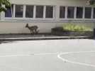 VIDÉO. Un chevreuil dans la cour d'une école en Mayenne