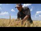 Céréales bloquées par la guerre en Ukraine : les agriculteurs pris en étau
