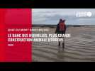 VIDEO. L'étonnant banc des Hermelles dans la baie du Mont Saint-Michel