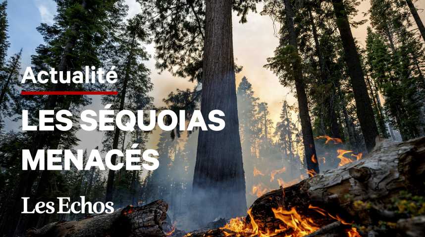 Illustration pour la vidéo Les séquoias géants du parc Yosemite menacés par un violent incendie