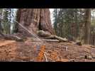 États-Unis: un violent incendie menace les séquoias géants du parc de Yosemite