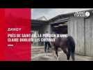 VIDÉO. Près de Saint-Lô, la pension d'Anne-Claire dorlote les chevaux (copy)