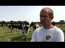 Vague de chaleur : reportage dans une exploitation laitière du Quesnoy