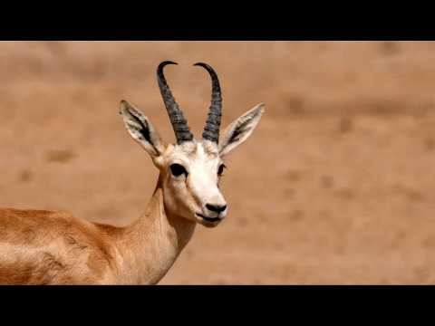 In a parched land, Iraqi gazelles are dying of hunger