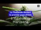 La Thaïlande devient le premier pays d'Asie légaliser la marijuana