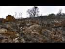 Canicule en Espagne : les incendies ravagent des dizaines de milliers d'hectares