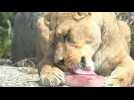 Canicule: au parc zoologique de Paris, des glaces pour les animaux