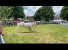 Journée du cheval - Hargnies