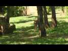 Plaisance-du-Touch : une course de guépards organisée au parc zoologique