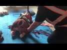 Demonstration de la formation Cani SOS à Marcellaz-Albanais
