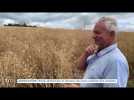 AGRICULTURE : Entre sécheresse et Ukraine, les cours des céréales s'envolent