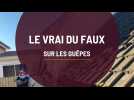 Le vrai du faux sur les guêpes