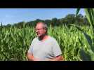 Le labyrinthe de maïs de Beauregard, à Aubry-du-Hainaut, ouvre le mardi 12 juillet