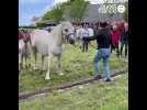 VIDÉO. Les chevaux ont participé au Lamm sant Alar, tradition qui perdure à Ploudalmézeau
