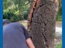 Chêne-liège : le temps sculpte l'écorce de cet arbre roi, trésor de la forêt catalane