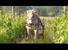 Des chevaux travaillent dans les vignes, pour remplacer les tracteurs