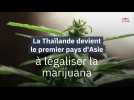 La Thaïlande devient le premier pays d'Asie à légaliser la marijuana