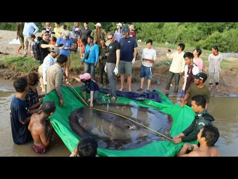 There's always a bigger freshwater fish: world's largest caught in Cambodia