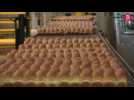 Numéro 1 sur le marché du biscuit, l'usine Mondelez de Toulouse fête ses 70 ans