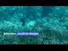 Vietnam: un haut lieu de la plongée sous-marine fermé pour protéger le corail