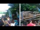 Un énorme crocodile attire de nombreux curieux aux Philippines