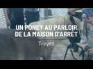 Troyes : le poney, nouvelle source d'apaisement au parloir
