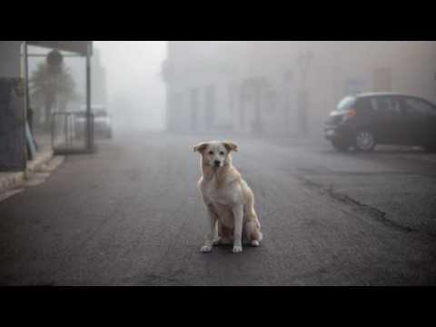 VIDEO : Abandon d?animaux : un phnomne qui s?intensifie l?t, et qui choque les Franais