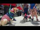 États-Unis: Boston lance le premier défilé patriotique pour chiens