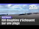 Australie : Plus de 150 dauphins s'échouent sur une plage de Tasmanie